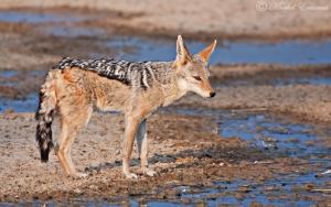 black backed jackal portrait KTP 1